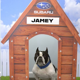Jamey the Dog
